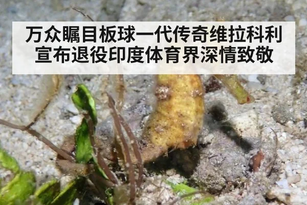 万众瞩目板球一代传奇维拉科利宣布退役印度体育界深情致敬